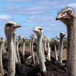 real estate investing