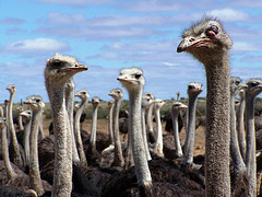 real estate investing